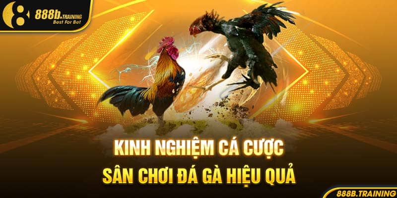 SẢNH CHƠI ĐÁ GÀ 888B GIẢI TRÍ MÁU LỬA, XEM LÀ MÊ 5 Kinh nghiệm cá cược sân chơi đá gà hiệu quả